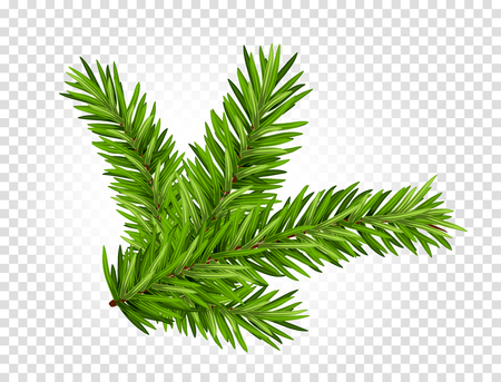 Green lush spruce or pine branch. Fir tree branch isolated on white vector christmas element.のイラスト素材