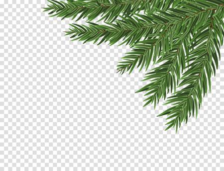Green lush spruce or pine branch. Fir tree branch isolated on white vector christmas element.のイラスト素材