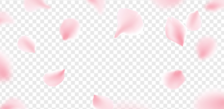 Pink sakura petals falling flower vector isolated background. Romantic blossom sakura flower petals.のイラスト素材