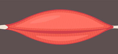 Human muscle tissue flat icon. Vector muscle anatomy isolated iconのイラスト素材