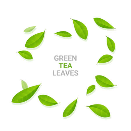 Green tea vector background mint eco illustration. Organic green tea flying leaf fresh conceptのイラスト素材