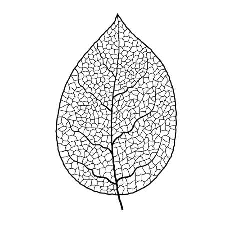 Leaf vein vector texture isolated transparent autumn black detail botanical vein leaf organicのイラスト素材