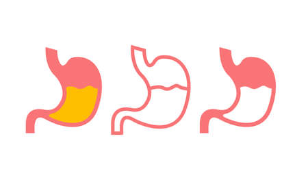 Stomach line icon medical outline symbol. Flat line stomach gastric iconのイラスト素材