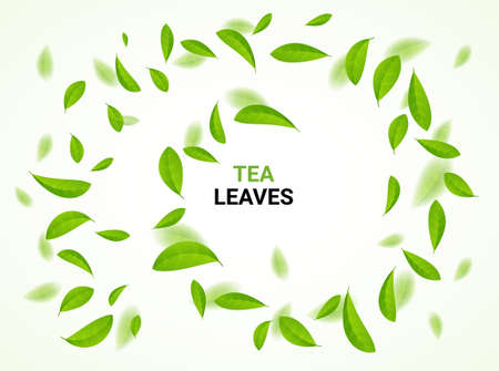 Green tea vector background mint eco illustration. Organic green tea flying leaf fresh conceptのイラスト素材