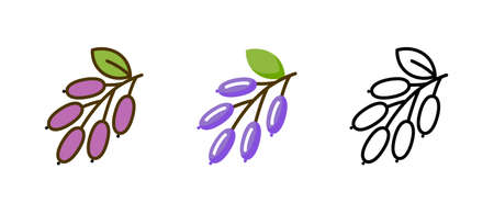 Barberine food icon. Barberry thyme rosemary indian plant organic vitamin.のイラスト素材