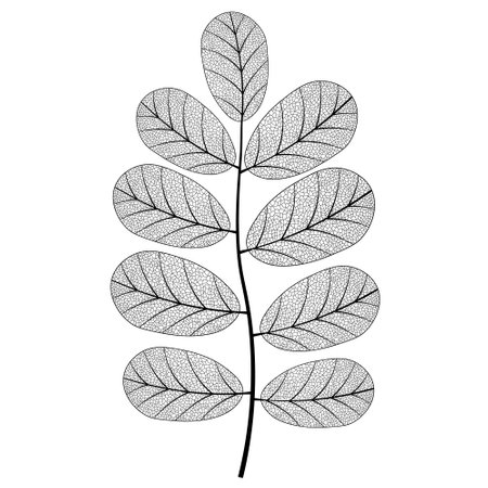 Leaf vein vector texture isolated transparent autumn black detail botanical vein leaf organicのイラスト素材