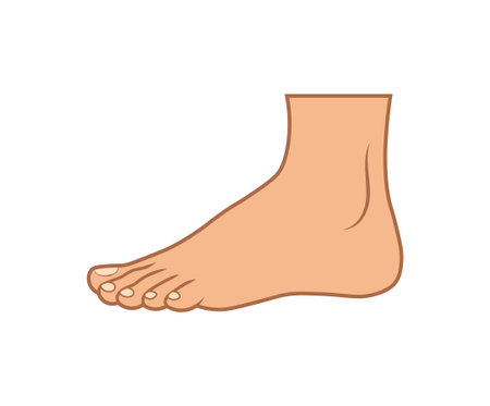 Foot anatomy human limb vector cartoon medical reference. Barefoot educational diagram foot element designのイラスト素材