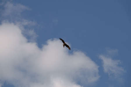 Eagle soars in the clouds