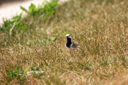 Wagtail walks on the lawn on a hot dayの写真素材