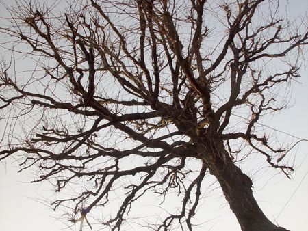 Tree , Saint Petersburg, Russia