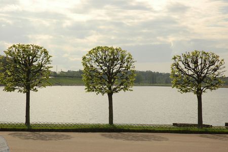 Trees, Saint Petersburg, Russiaの写真素材