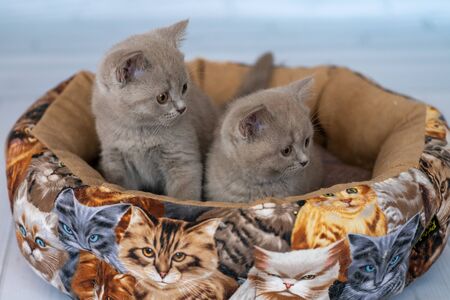 British olive kittens climbed into the basket and are preparing for a photo shootの写真素材