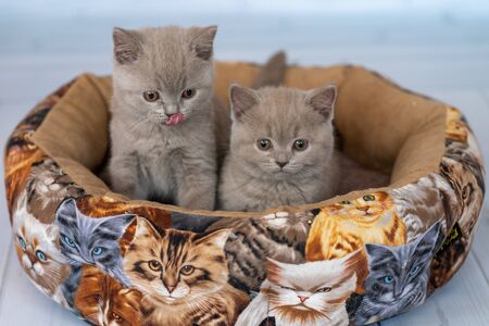British olive kittens climbed into the basket and are preparing for a photo shootの写真素材