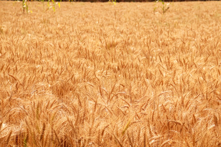 wheat field with grown wheat crops from farms in Indiaの写真素材