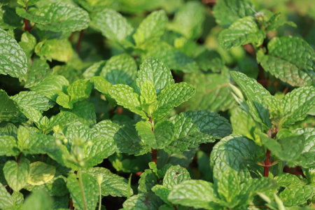 arrangement of Tulsi leaves as green background for text or messate