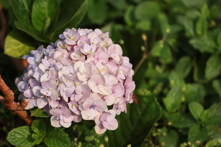 bunch of unique flowers with green background and space for text