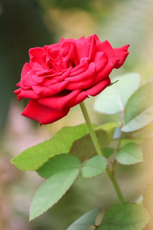 close up of red rose with blurred green backgroundの写真素材