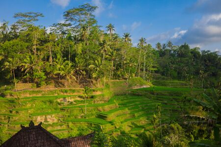 08-10-2018, Tegallalang Rice Terraces, Gianyar Regency, Bali, Indonesia. Rice Terraces Eco parkのeditorial素材