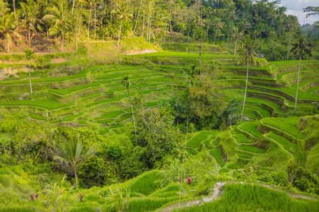 08-10-2018, Tegallalang Rice Terraces, Gianyar Regency, Bali, Indonesia. Rice Terraces Eco parkのeditorial素材