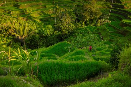 08-10-2018, Tegallalang Rice Terraces, Gianyar Regency, Bali, Indonesia. Rice Terraces Eco parkのeditorial素材