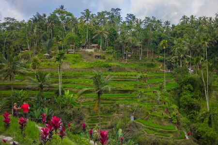 08-10-2018, Tegallalang Rice Terraces, Gianyar Regency, Bali, Indonesia. Rice Terraces Eco parkのeditorial素材