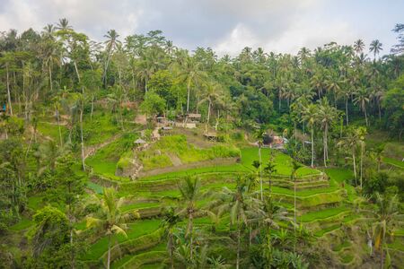 08-10-2018, Tegallalang Rice Terraces, Gianyar Regency, Bali, Indonesia. Rice Terraces Eco parkのeditorial素材