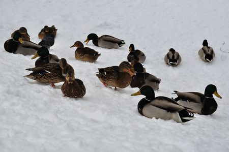 Ducks on the snowの写真素材
