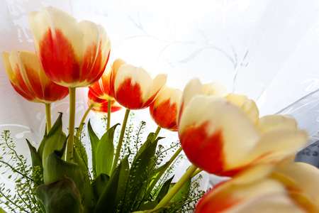 Tulips bouquet for the girl on holidayの写真素材