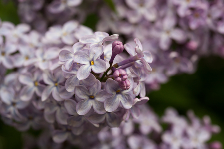 blooming lilacs in springの写真素材