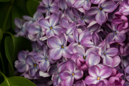 blooming lilacs in springの写真素材