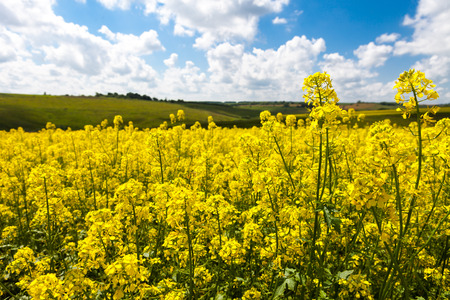 daisies blooming mustard field blue sky white yellow expanse of Russiaの写真素材