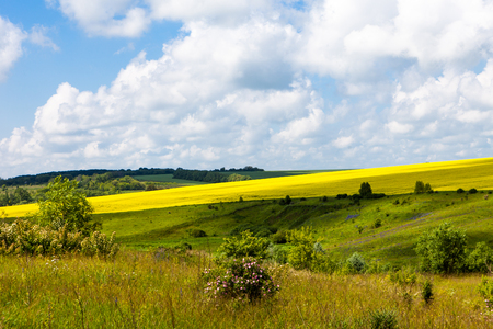 daisies blooming mustard field blue sky white yellow expanse of Russiaの写真素材