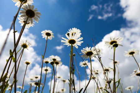 daisies blooming mustard field blue sky white yellow expanse of Russiaの写真素材