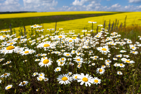 daisies blooming mustard field blue sky white yellow expanse of Russiaの写真素材