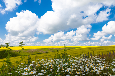daisies blooming mustard field blue sky white yellow expanse of Russiaの写真素材