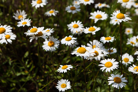 daisies blooming mustard field blue sky white yellow expanse of Russiaの写真素材