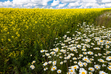 daisies blooming mustard field blue sky white yellow expanse of Russiaの写真素材