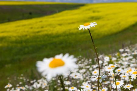 daisies blooming mustard field blue sky white yellow expanse of Russiaの写真素材