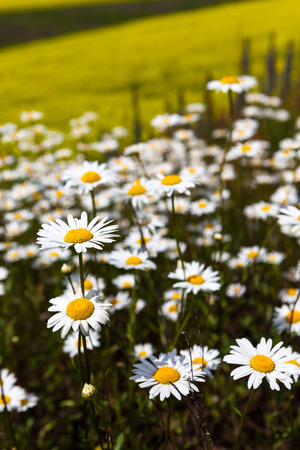 daisies blooming mustard field blue sky white yellow expanse of Russiaの写真素材
