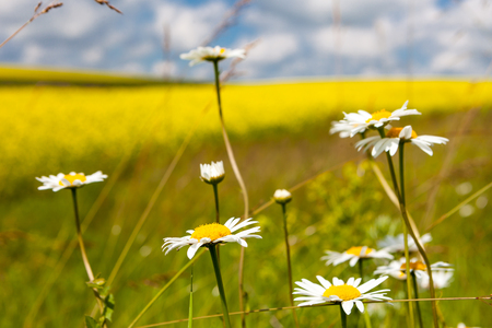 daisies blooming mustard field blue sky white yellow expanse of Russiaの写真素材