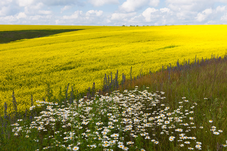 daisies blooming mustard field blue sky white yellow expanse of Russiaの写真素材