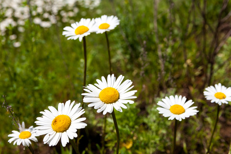 daisies blooming mustard field blue sky white yellow expanse of Russiaの写真素材