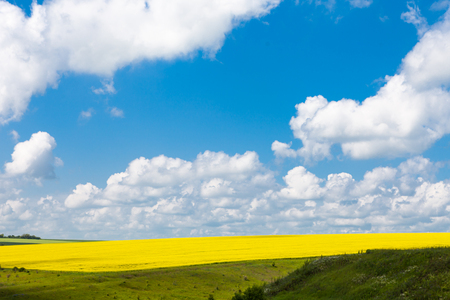 daisies blooming mustard field blue sky white yellow expanse of Russiaの写真素材
