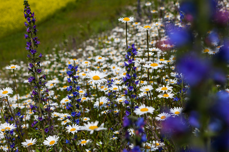 daisies blooming mustard field blue sky white yellow expanse of Russiaの写真素材