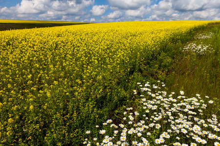 daisies blooming mustard field blue sky white yellow expanse of Russiaの写真素材