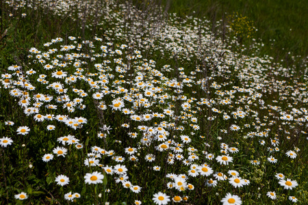 daisies blooming mustard field blue sky white yellow expanse of Russiaの写真素材