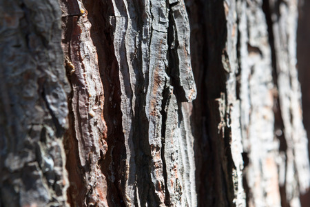 textured bark of a tree for the backgroundの写真素材