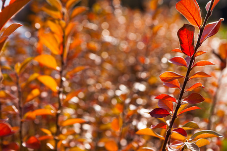 yellow leaves against the blue skyの写真素材