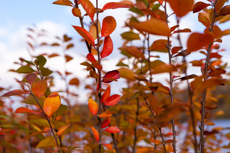 yellow leaves against the blue skyの写真素材