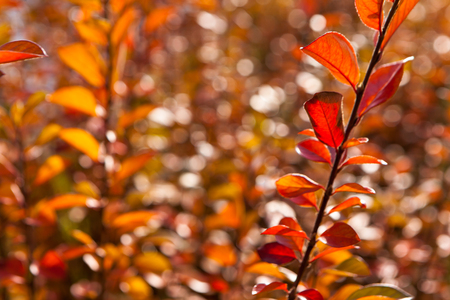 yellow leaves against the blue skyの写真素材